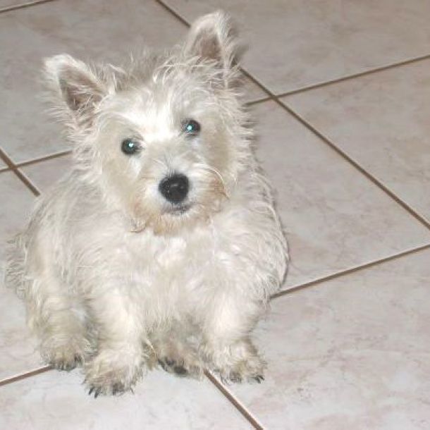 Das bild zeigt einen weißen Hund