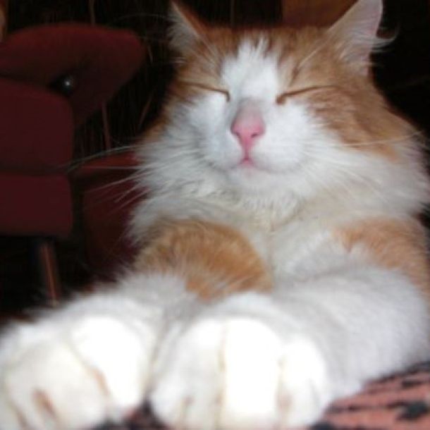 Das Bild zeigt eine rot-weiße Katze