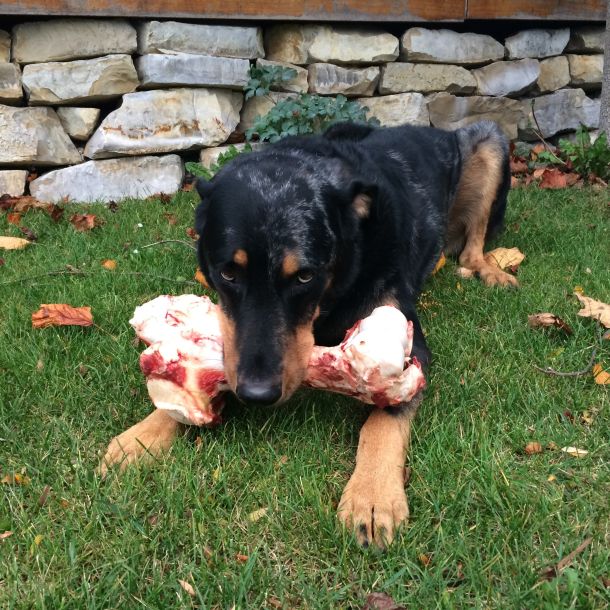 Hund hält einen Knochen