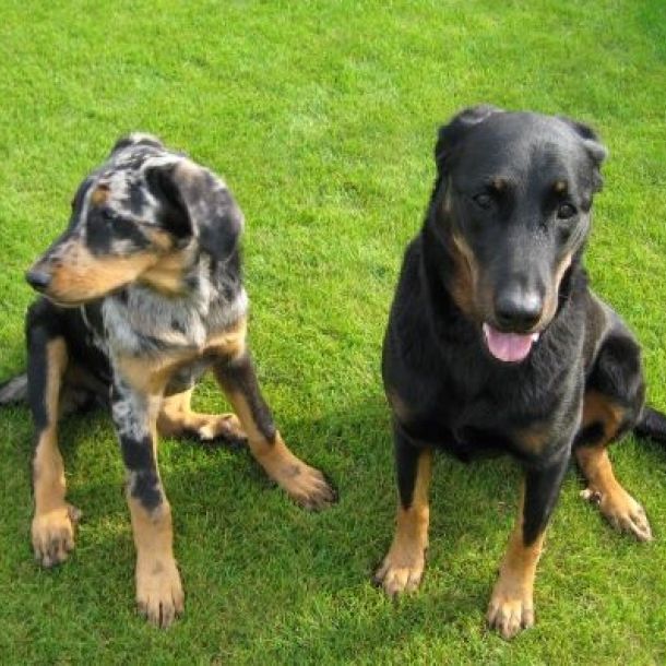 Das Bild zeigt zwei Beaucerons.