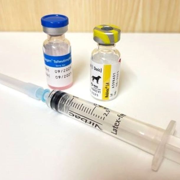 Das Bild zeigt einen Impfstoff und Spritze