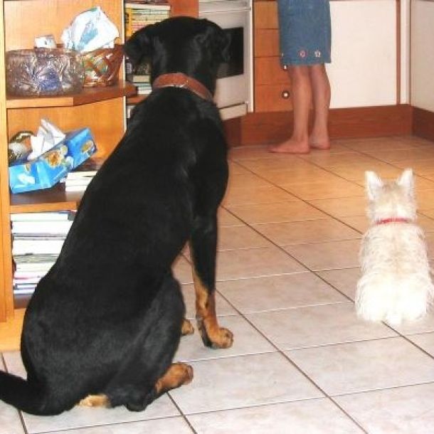 Das Bild zeigt einen großen schwarzen und kleinen weißen Hund