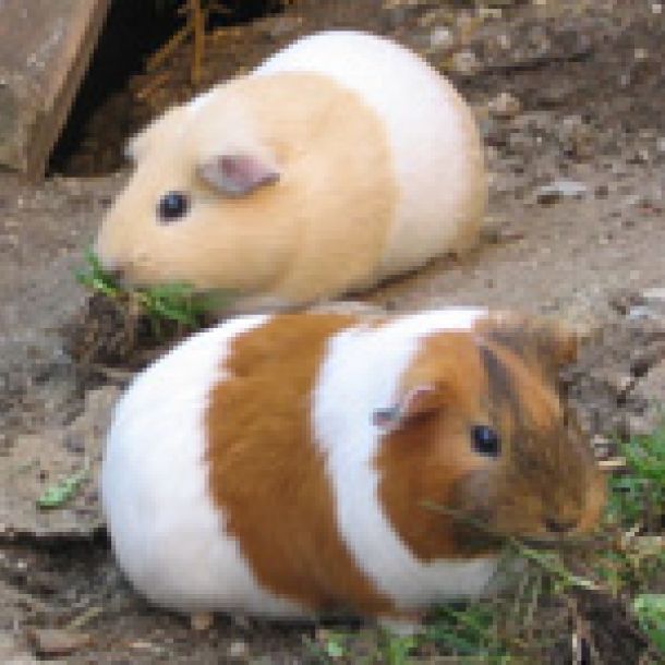 Der Bildschirm eines Laptops zeigt das Bild von zwei Meerschweinchen