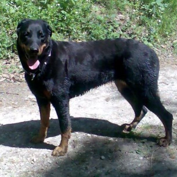 Das Bild zeigt eine Beauceron-Hündin
