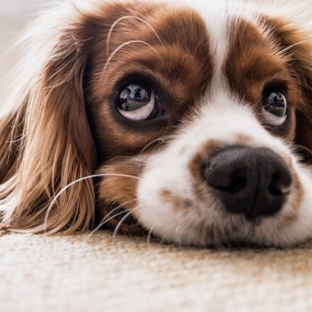 Ein braun-weißer Hund mit langen Ohren sieht mit großen Kulleraugen nach oben.