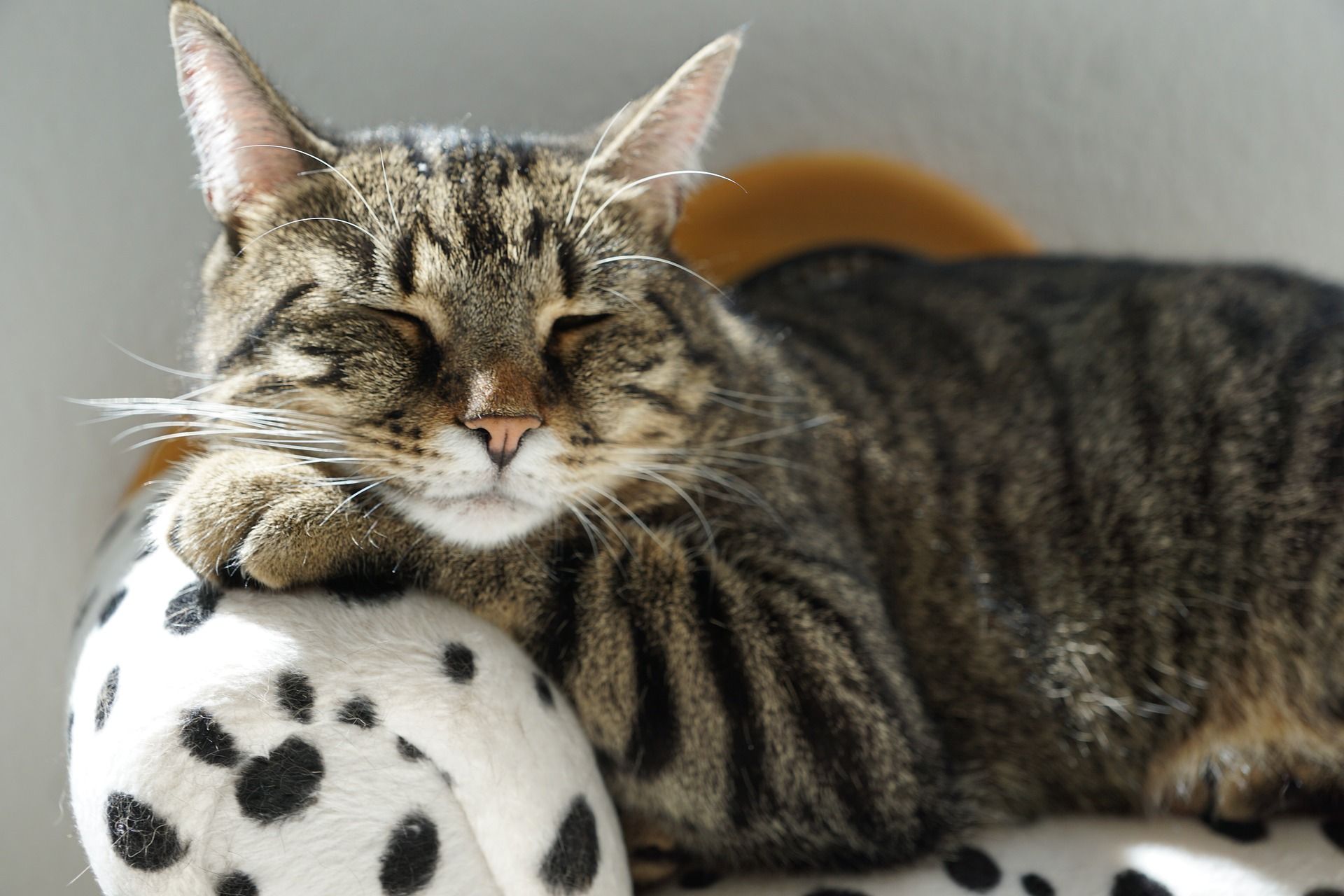 Der Bildschirm eines Laptops zeigt das Bild einer schlafenden Katze