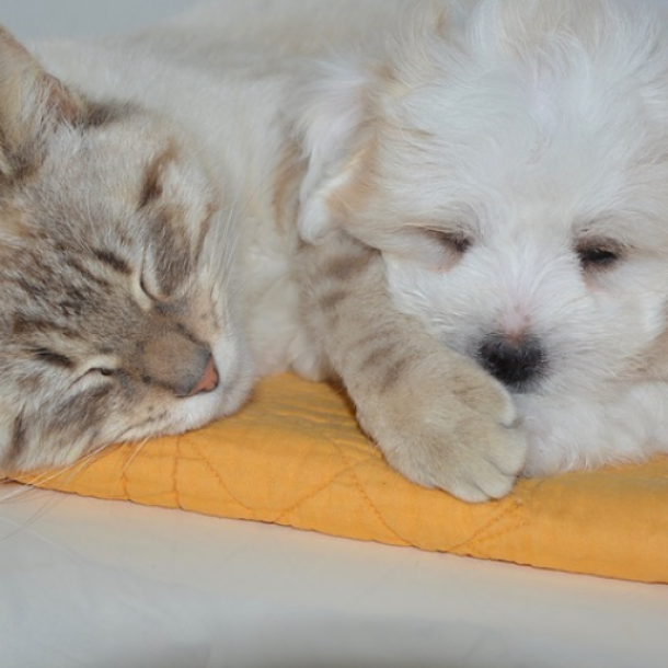 Der Bildschirm eines Laptops zeigt das Bild eines schlafenden Hundes und Katze