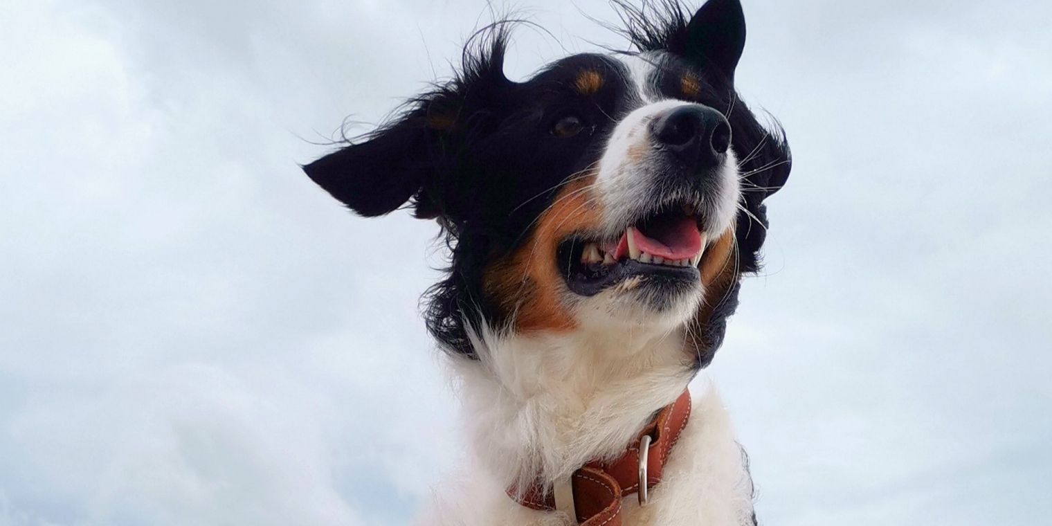 Hund sitzt im Wind