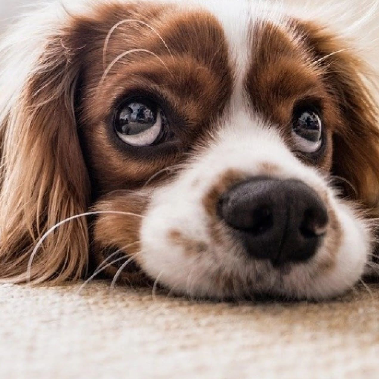 Ein braun-weißer Hund mit langen Ohren sieht mit großen Kulleraugen nach oben.