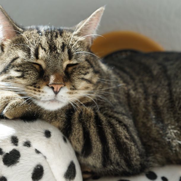 Der Bildschirm eines Laptops zeigt das Bild einer schlafenden Katze