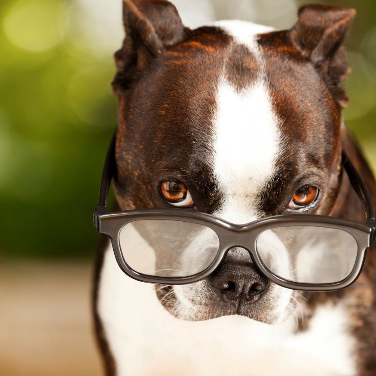 Ein Boston Terrier schaut neugierig über den Brillenrand, der Brille die er trägt.