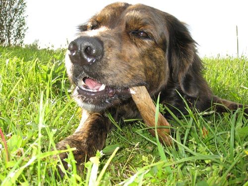 Ein großer brauner Hund nagt an einem Kauartikel