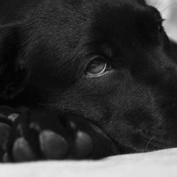 Der Bildschirm eines Laptops zeigt das Bild eines schwarzen Hundekopfes