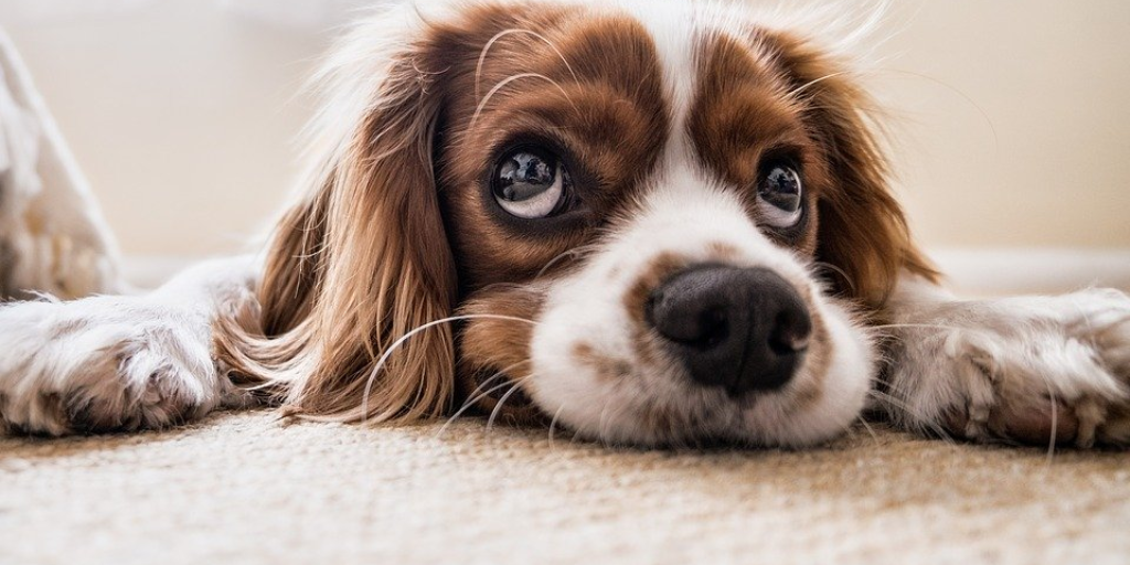 Ein braun-weißer Hund mit langen Ohren sieht mit großen Kulleraugen nach oben.