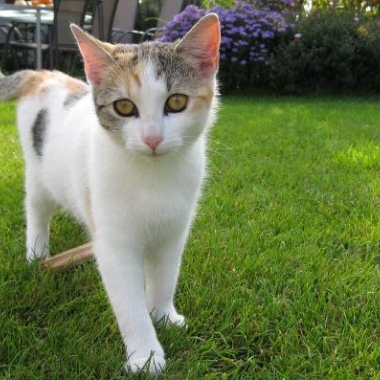 Das Bild zeigt eine dreifärbige Katze