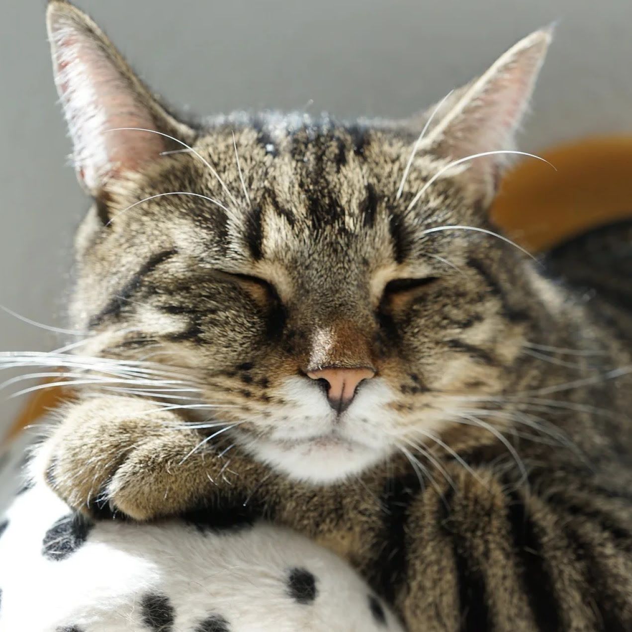 Eine graue Katze liegt schlafend auf der Lehne eines Sofas.