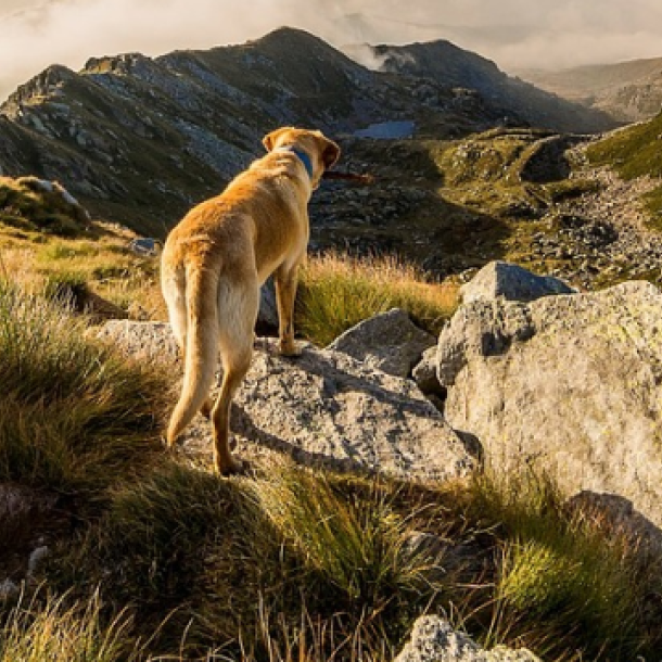 Ein brauner Hund schaut in die weite Langschaft