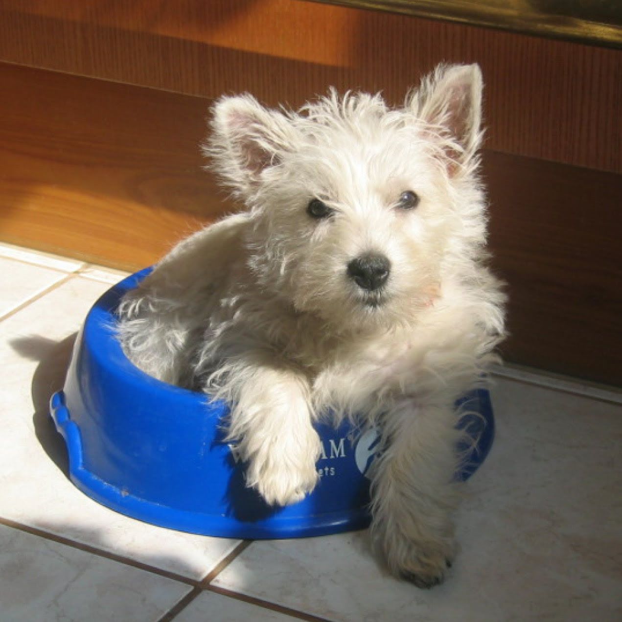 Ein Westhighland White Terrier-Welpe sitzt in einem blauen Napf.