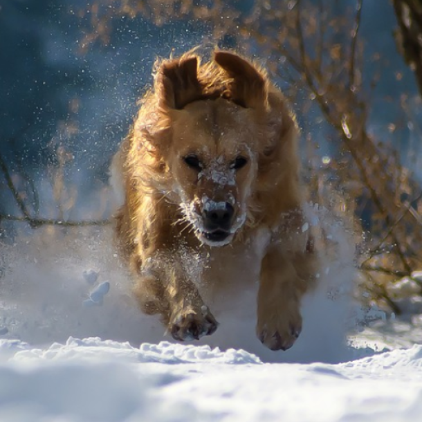 Der Bildschirm eines Laptops zeigt das Bild eines braunen Hundes, der durch den Schnee rennt