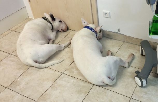 Das Bild zeigt zwei Bullterrier vor der T&uuml;re liegend
