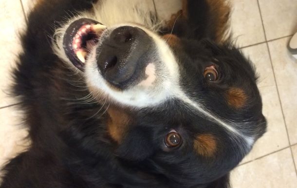 Das Bild zeigt den Kopf eines Berner Sennen-Hundes