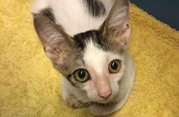 Das Bild zeigt eine &auml;ngstliche Katze