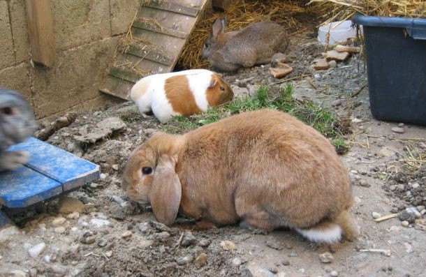 Das Bild zeigt ein braunes Widder-Kaninchen.