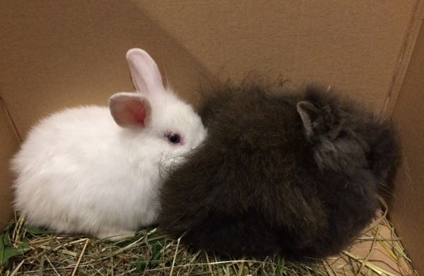Das Bild zeigt zwei Kaninchen
