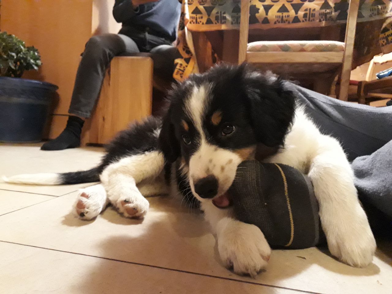 Das Bild zeigt einen jungen Hund