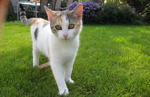 Das Bild zeigt eine dreif&auml;rbige Katze