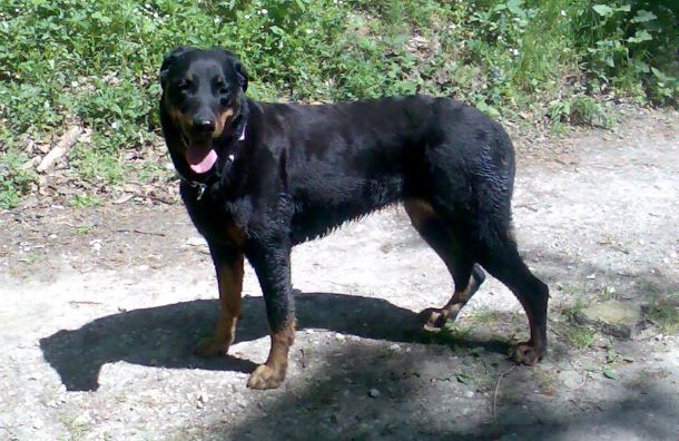 Das Bild zeigt eine Beauceron-H&uuml;ndin