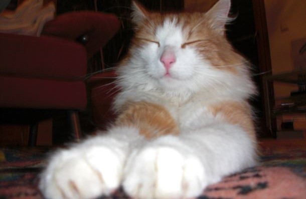 Das Bild zeigt eine rot-wei&szlig;e Katze