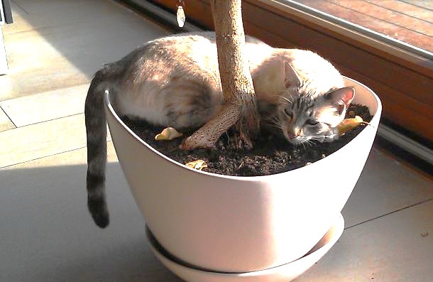 Das Bild zeigt eine Katze im Blumentopf
