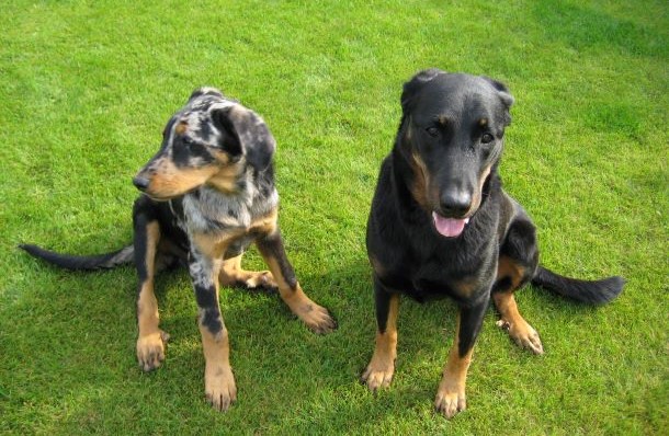 Das Bild zeigt zwei Beaucerons.