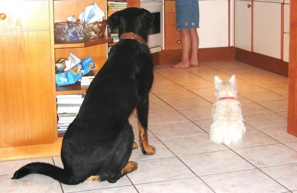 Das Bild zeigt einen gro&szlig;en schwarzen und kleinen wei&szlig;en Hund