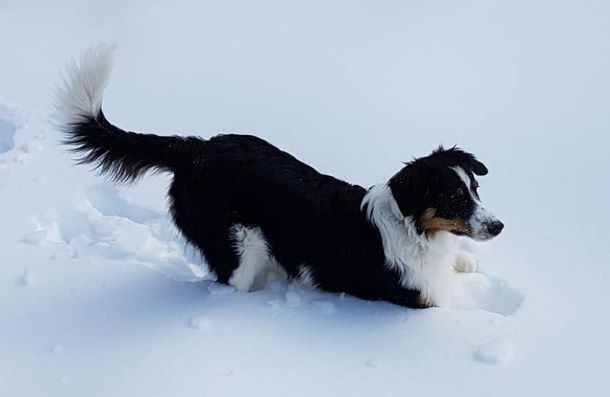 Das Bild zeigt einen Border Collie im Schnee