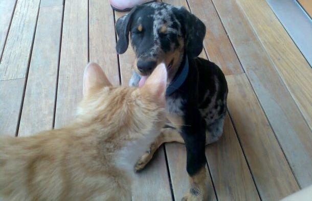 Das Bild zeigt je einen Hunde- und Katzenwelpen