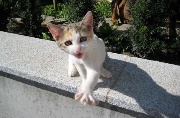 Das Bild zeigt eine Baby-Katze