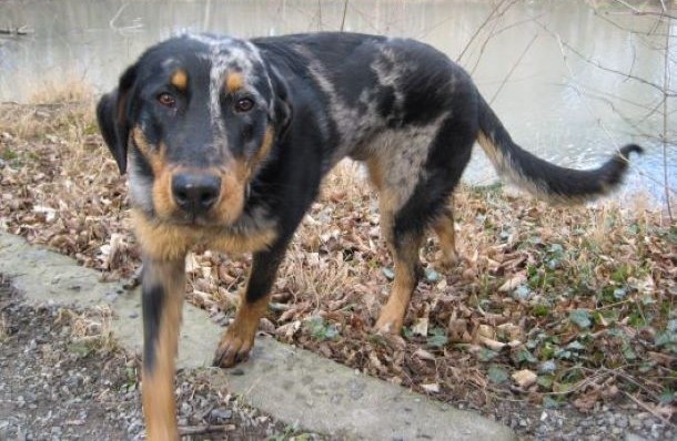 Das Bild zeigt einen Beauceron