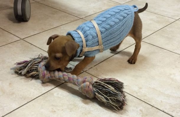 Chihuahua mit gro&szlig;em Knotenseil