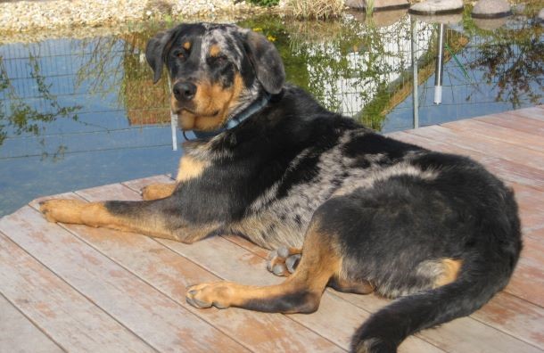 Beauceron auf der Terreasse