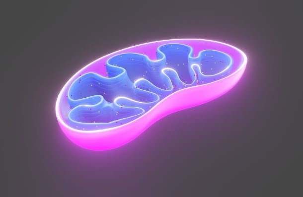 Das Bild zeigt eine Darstellung eines Mitochondriums