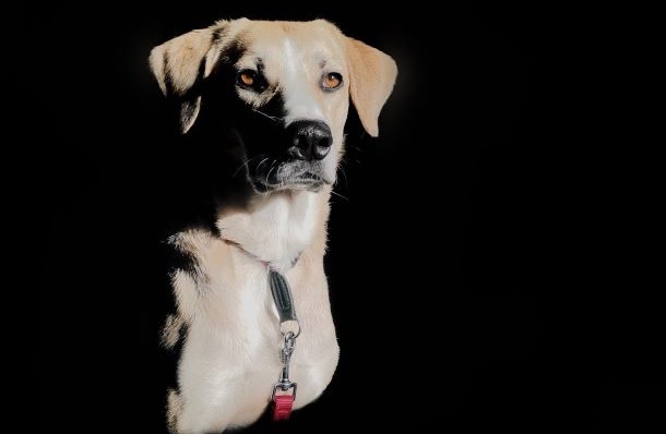 Das Bild zeigt einen beigen Hund vor schwarzem Hintergrund