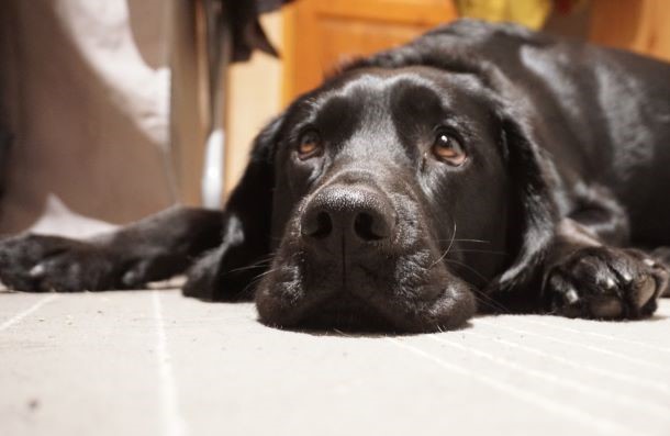 Das Bild zeigt einen schwarzen Labrador