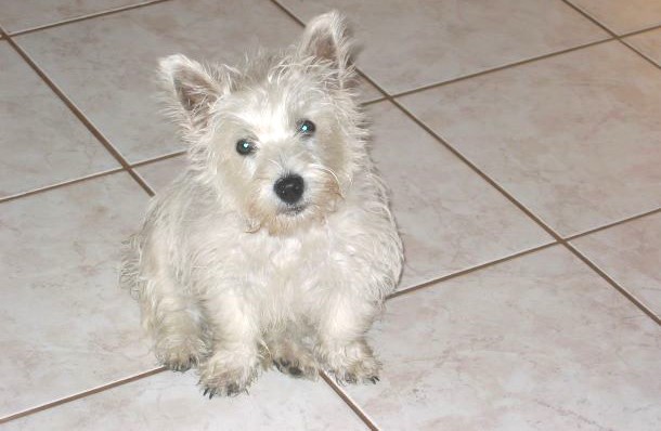 Das bild zeigt einen wei&szlig;en Hund