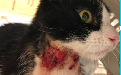 Der Bildschirm eines Laptops zeigt das Bild einer Katze mit gro&szlig;en blutigen Wunden am Hals