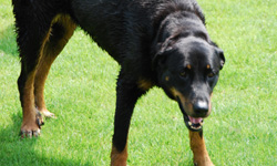 Der Bildschirm eines Laptops zeigt das Bild eines gro&szlig;en schwarz-braunen Hundes (Rasse Beauceron)