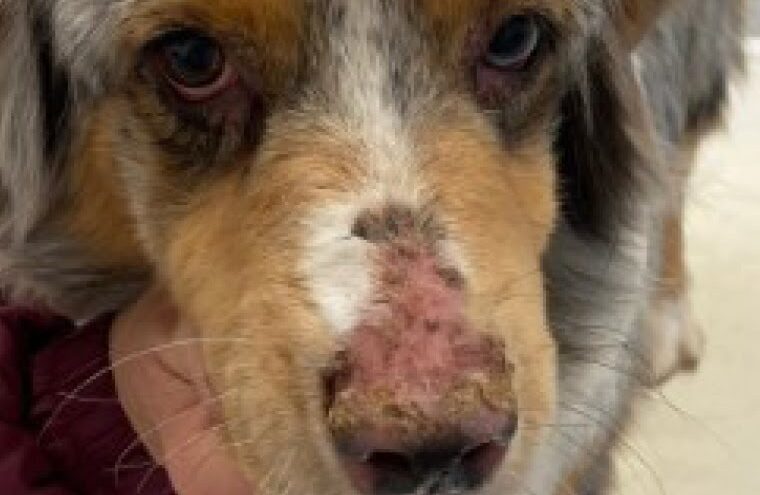 Foto der Australian Shephard-H&uuml;ndin "Heaven" vor der Behandlung.