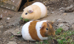 Der Bildschirm eines Laptops zeigt das Bild von zwei Meerschweinchen