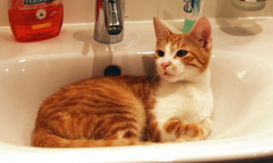 Der Bildschirm eines Laptops zeigt das Bild einer rot-wei&szlig;en Katze, die in einem Waschbecken liegt